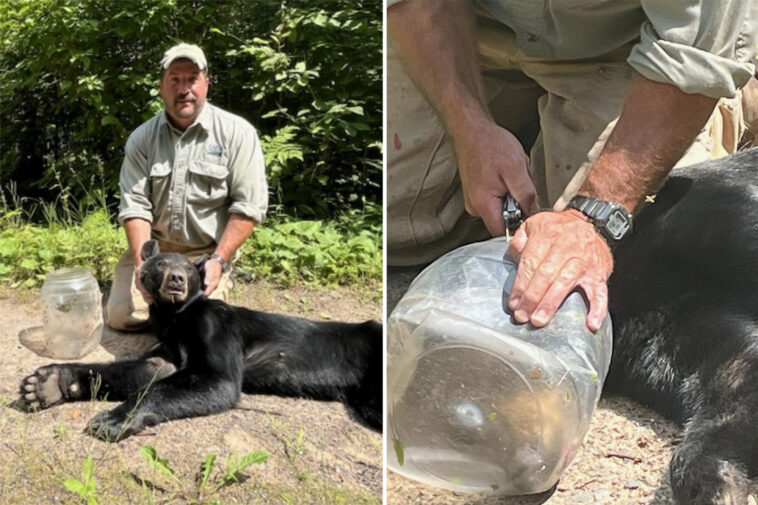 bear-freed-after-more-than-a-week-with-head-stuck-in-a-jar