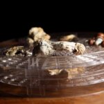 new-faith-group-that-uses-‘psychedelic-mushrooms’-lands-legal-win-under-religious-freedom-law