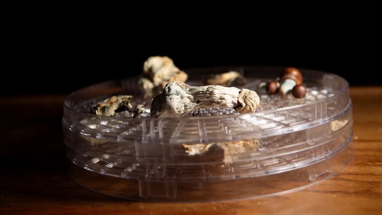 new-faith-group-that-uses-‘psychedelic-mushrooms’-lands-legal-win-under-religious-freedom-law