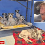 two-dozen-neglected-dogs-rescued-from-stomach-turning-long-island-hoarder-house-that-was-busted-in-2017:-‘she-won’t-stop’