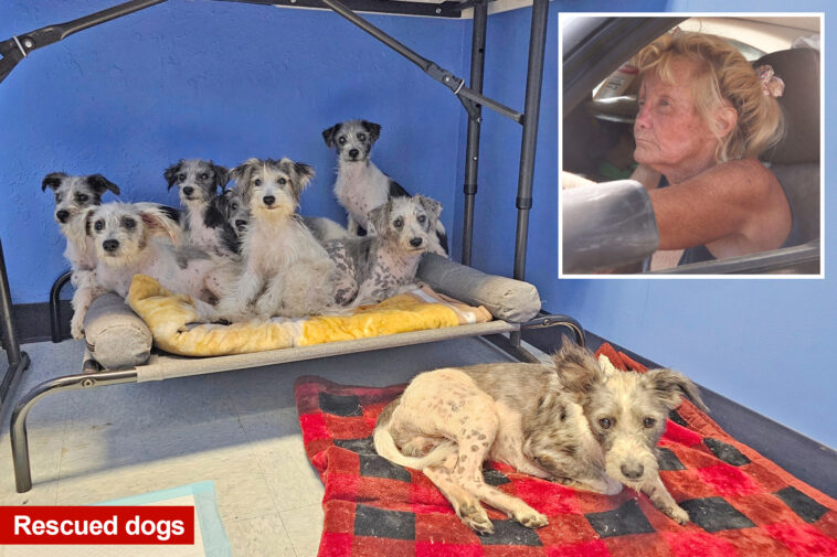 two-dozen-neglected-dogs-rescued-from-stomach-turning-long-island-hoarder-house-that-was-busted-in-2017:-‘she-won’t-stop’