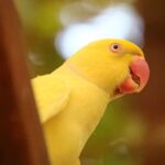 dealer’s-talking-parrot-helps-police-nail-entire-drug-ring