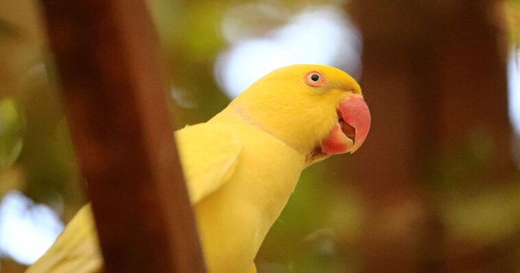 dealer’s-talking-parrot-helps-police-nail-entire-drug-ring