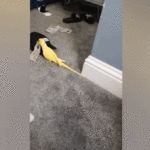 parrot-helps-law-enforcement-uncover-drug-trafficking-ring,-leading-to-major-bust