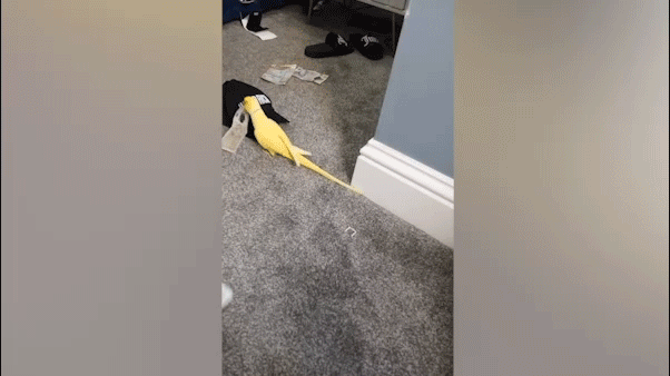 parrot-helps-law-enforcement-uncover-drug-trafficking-ring,-leading-to-major-bust