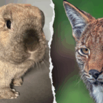 zoo’s-request-for-donations-of-pets-to-be-fed-to-predatory-animals-draws-peta-blowback