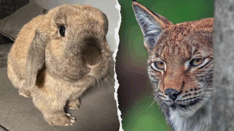 zoo’s-request-for-donations-of-pets-to-be-fed-to-predatory-animals-draws-peta-blowback