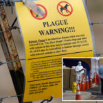 dead-colorado-cat-tests-positive-for-the-plague-—-just-weeks-after-arizona-resident-dies-of-troubling-disease