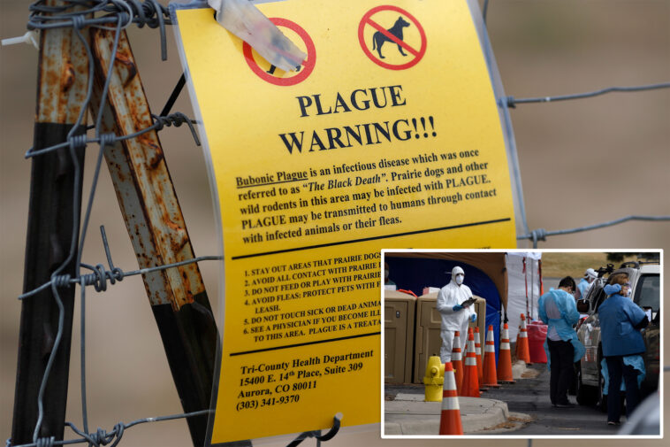 dead-colorado-cat-tests-positive-for-the-plague-—-just-weeks-after-arizona-resident-dies-of-troubling-disease