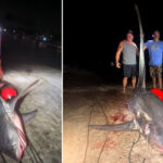 700-pound-shark-caught-off-connecticut-coast-may-break-state-record:-‘holy-mackerel’