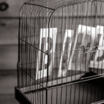 dealer’s-talking-parrot-helps-police-nail-entire-drug-ring
