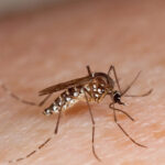 cdc-issues-level-2-travel-health-notice-for-china-amid-chikungunya-outbreak-—-are-they-getting-ready-for-round-two-of-pandemic-panic?