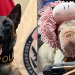 police-k9-helps-sniff-out-evidence-in-dognapping-case