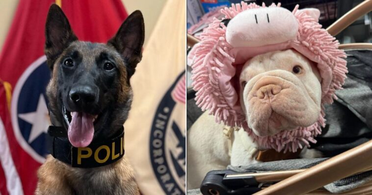 police-k9-helps-sniff-out-evidence-in-dognapping-case