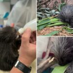 zookeepers-save-life-of-baby-porcupine-with-unique-type-of-therapy