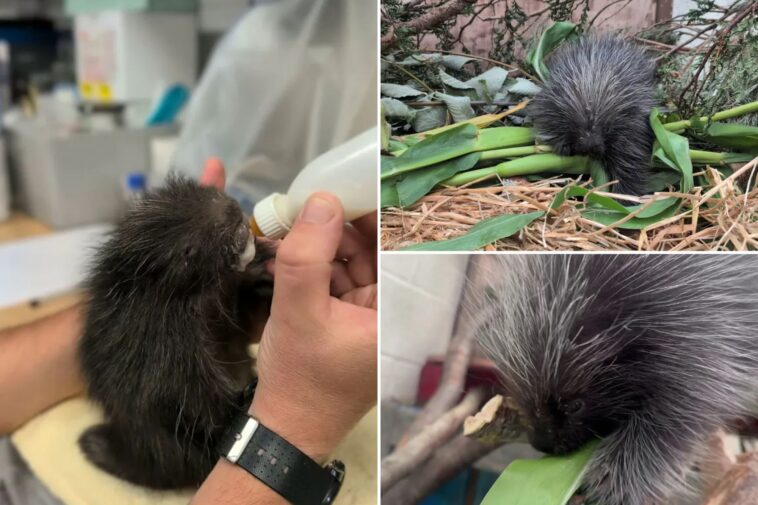 zookeepers-save-life-of-baby-porcupine-with-unique-type-of-therapy