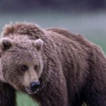 ‘tables-turned’:-peta-accuses-kraken-of-promoting-fish-killing-in-video-where-mascot-is-charged-by-bear