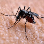 china-in-lockdown-from-mosquito-borne-“chikungunya”-–-here’s-the-medication-doctors-are-going-to