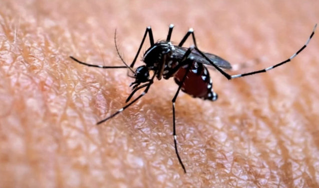 china-in-lockdown-from-mosquito-borne-“chikungunya”-–-here’s-the-medication-doctors-are-going-to