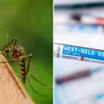 health-officials-confirm-human-case-of-west-nile-virus-transmitted-by-mosquitoes-in-new-orleans