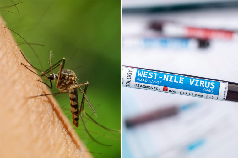 health-officials-confirm-human-case-of-west-nile-virus-transmitted-by-mosquitoes-in-new-orleans