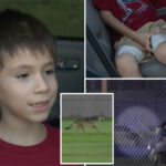 6-year-old-boy-dragged,-attacked-by-wild-coyote-at-california-softball-game
