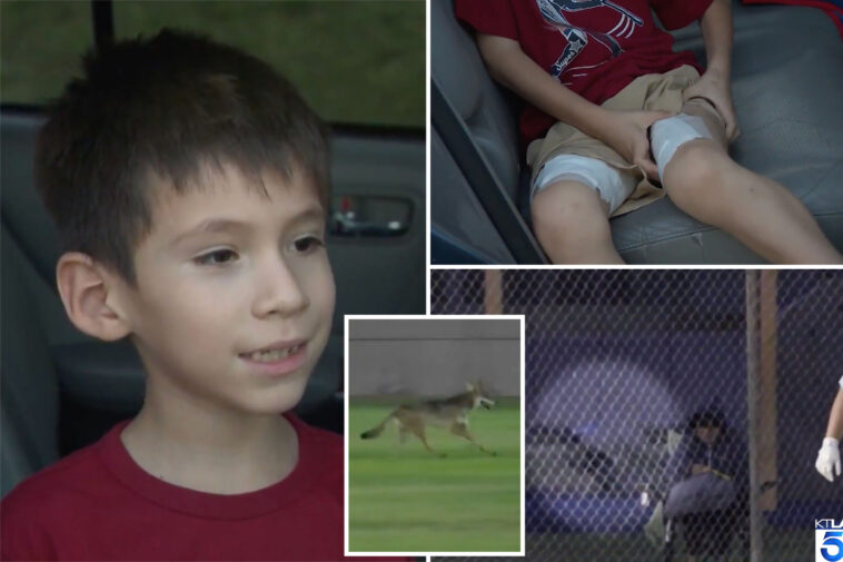 6-year-old-boy-dragged,-attacked-by-wild-coyote-at-california-softball-game