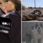 pack-of-16-dogs-attacks-teen-on-jog-in-california