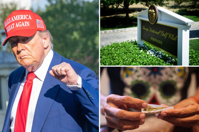 trump-eyes-reclassifying-marijuana-as-less-dangerous-drug:-report
