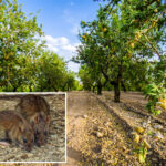 $300m-in-losses-projected-in-california-as-almond-farms-overrun-with-nut-hungry-rats