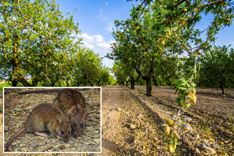 $300m-in-losses-projected-in-california-as-almond-farms-overrun-with-nut-hungry-rats