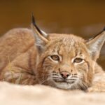 zoo-officials-ask-the-public-for-help-feeding-predators-–-by-offering-up-their-own-pets