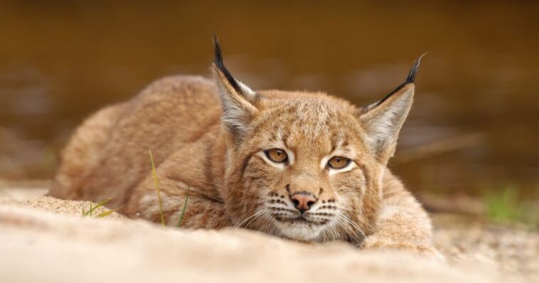 zoo-officials-ask-the-public-for-help-feeding-predators-–-by-offering-up-their-own-pets