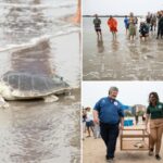 endangered-sea-turtle-named-elton-released-back-into-atlantic-from-nyc-beach