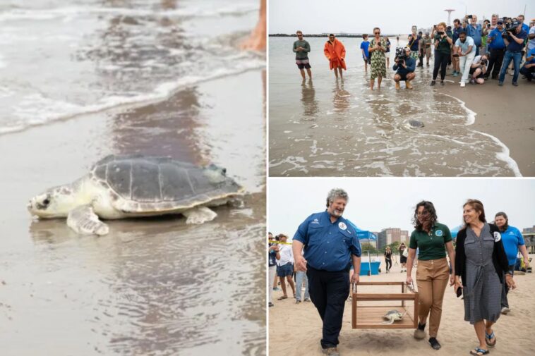 endangered-sea-turtle-named-elton-released-back-into-atlantic-from-nyc-beach