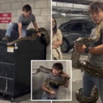 wild-moment-reptile-wrangler-casually-captures-20-foot-python-from-los-angeles-dumpster