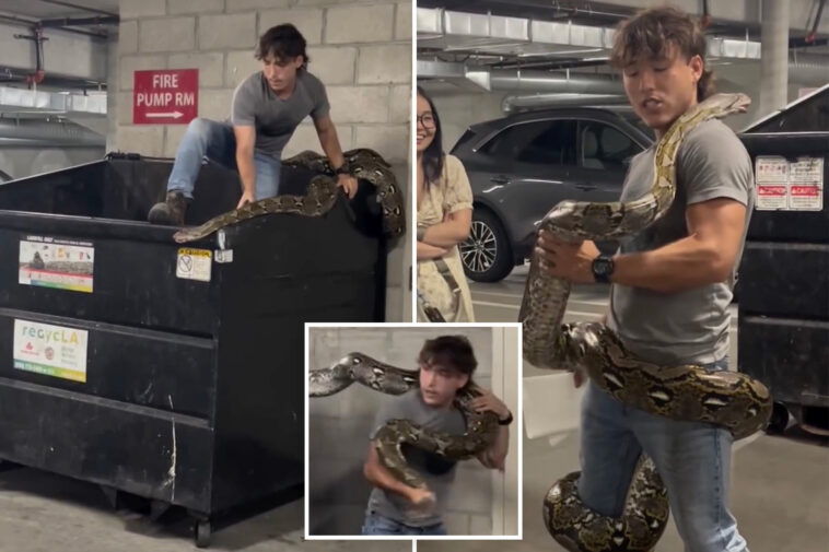 wild-moment-reptile-wrangler-casually-captures-20-foot-python-from-los-angeles-dumpster