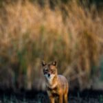 6-year-old-boy-attacked,-dragged-by-coyote-at-softball-game