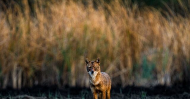 6-year-old-boy-attacked,-dragged-by-coyote-at-softball-game
