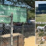 ‘entitled’-nyc-pet-owners-turn-kiddie-ballfield-into-illicit-poop-filled-dog-park