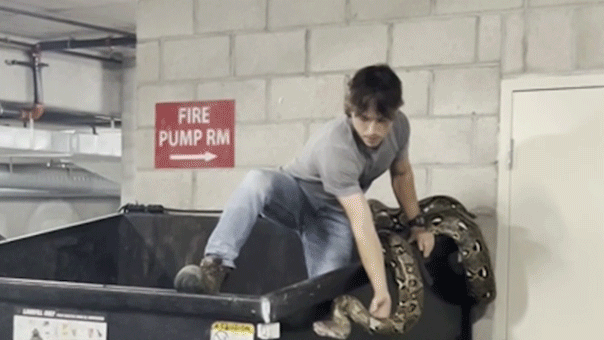 reptile-hunter-climbs-into-apartment-building-dumpster-to-remove-16-foot-python-in-los-angeles