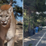 11-year-old-girl-attacked-by-mountain-lion-outside-malibu-home