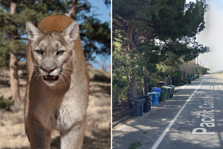 11-year-old-girl-attacked-by-mountain-lion-outside-malibu-home