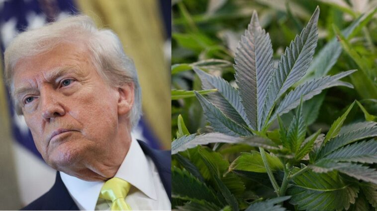 trump-sparks-debate-with-comments-on-reclassifying-weed