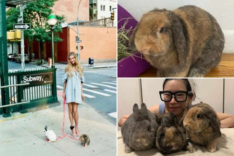 rabbits-used-in-anna-delvey-photoshoot-dumped-in-prospect-park,-sparking-outrage:-‘regret-it-deeply’