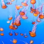 nuclear-plant-on-coastal-waters-shut-down-over-massive-jellyfish-swarm