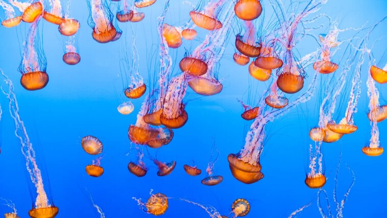 nuclear-plant-on-coastal-waters-shut-down-over-massive-jellyfish-swarm