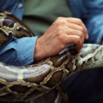 florida-man-wrangles-87-invasive-pythons-for-$1k-pay-day