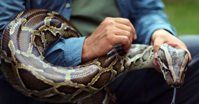 florida-man-wrangles-87-invasive-pythons-for-$1k-pay-day