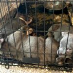 long-island-drug-dealer-and-girlfriend-subjected-puppies-to-horrific-conditions-as-he-peddled-fentanyl:-da